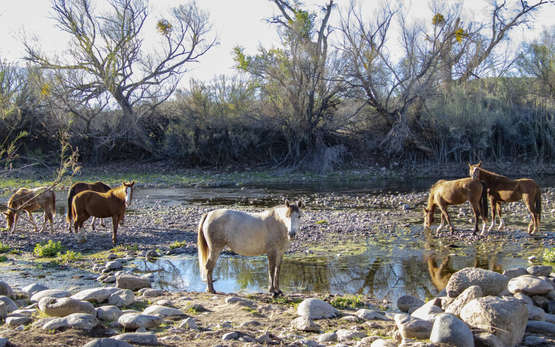 Catching a Glimpse of the Salt River Wild Horses